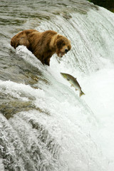 Grizzly bears fishing for salmon