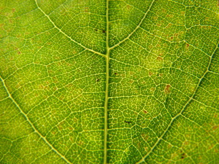 Green Leaf Close-up
