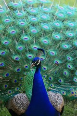 Obraz premium Peacock with feathers up