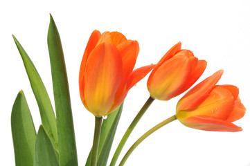 orange tulips in vase on white background