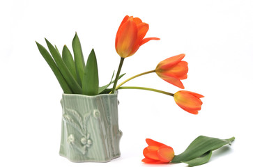 orange tulips in vase on white background