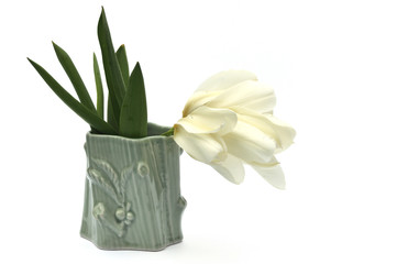  white tulips in vase on white background
