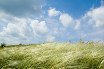feather-grass and blue sky