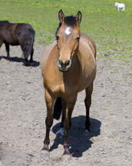 Fototapeta premium Pferde