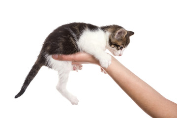 chat ami animal bras porter chaton bébé tendre domestique donner