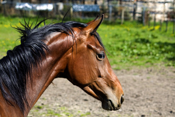 Obraz premium Pferdekopf