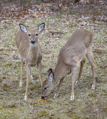 two deer