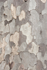 Natural bark