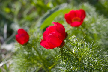 Obraz premium Three peonies