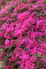 Obraz premium bougainvilliers