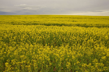 Fototapeta premium france, île de france : champ de colza