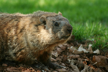 Groundhog popping out of his hole