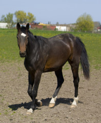 Fototapeta premium Stute