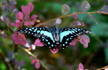 Blauer Schmetterling vor lila Blüten