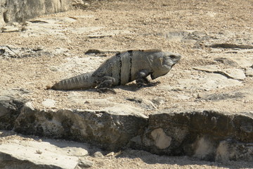 Leguan