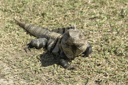 Leguan