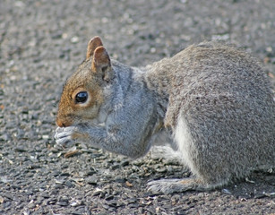 Squirrel on the road