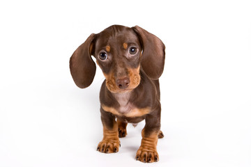 Dachshund puppy isolated on white