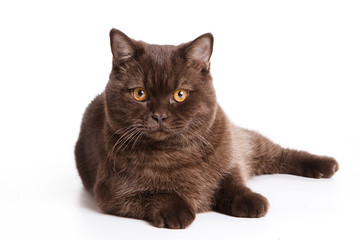 British cat isolated on white
