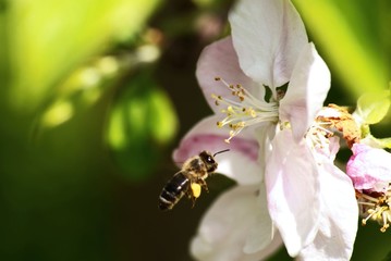 flying honeybee