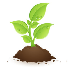 jeune plante en terre