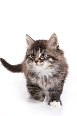 Obraz premium Siberian kitten on white background