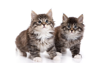 Obraz premium Siberian kitten on white background