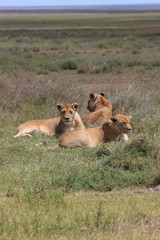 Fototapeta na wymiar Lions in the serengeti plains