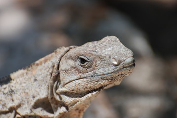 regard attendrissant d'un iguane