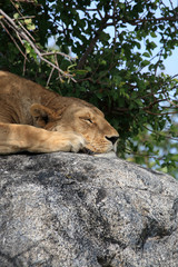 Naklejka na ściany i meble Lion on rock at Simba kopjes