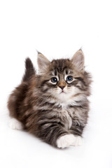 Siberian kitten on white background