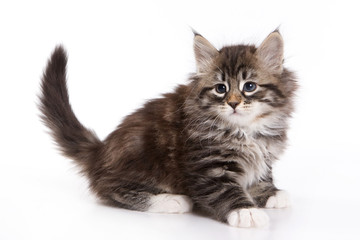 Siberian kitten on white background