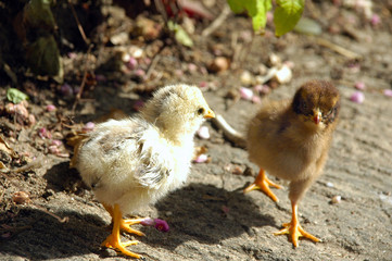 poussins