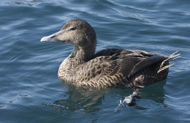Seabird