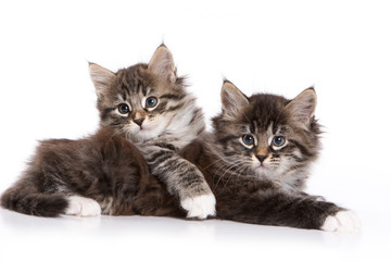 Obraz premium Siberian kitten on white background