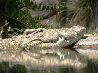 Crocodile head sunbathng