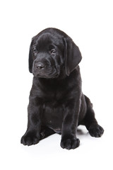 Labrador Retriever puppy on white
