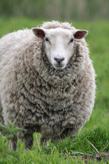 mother sheep