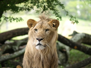 Young male lion horizontal