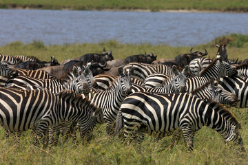 Obraz premium zebra and wildebeest during migration
