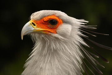 Secretary bird head