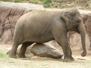 Elephant scratching his belly on a rock