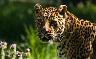 Fototapeta na wymiar Leopardo