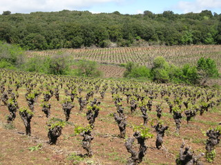 Fototapeta na wymiar Vignoble du Languedoc-Roussilon