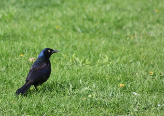 Black bird sitting in Green grass