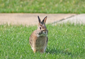 Rabbit sitting on green grass