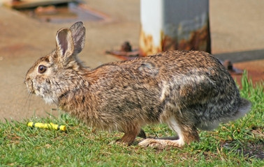 Rabbit running