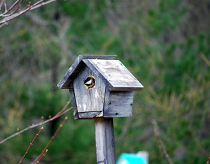 Cabane