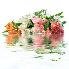Multi-coloured flowers of alstroemeria on a white background