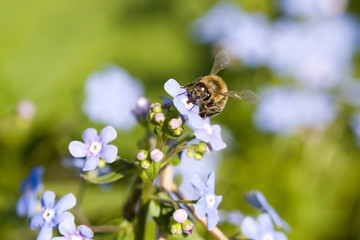 bee collects flower nectar